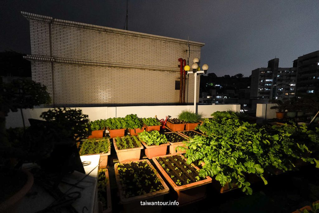 太陽能投射燈黃光照明菜園環境，提供柔和戶外夜間照明效果