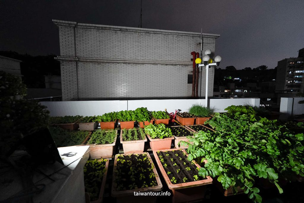 太陽能投射燈白光照亮菜園空間，夜間照明明亮清晰可見